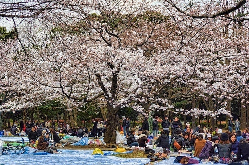 Hanami parties at Yoyogi park, Tokyo