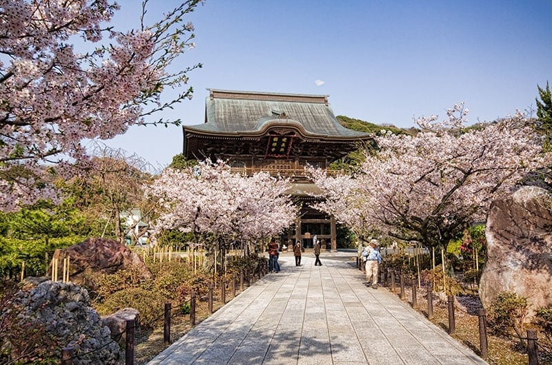 Cherry Blossom at Kencho-ji temple in Kamakura