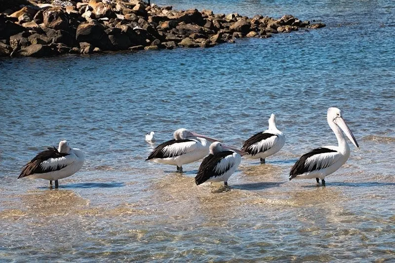 Coloundra Coastal Walk | 2 Aussie Travellers