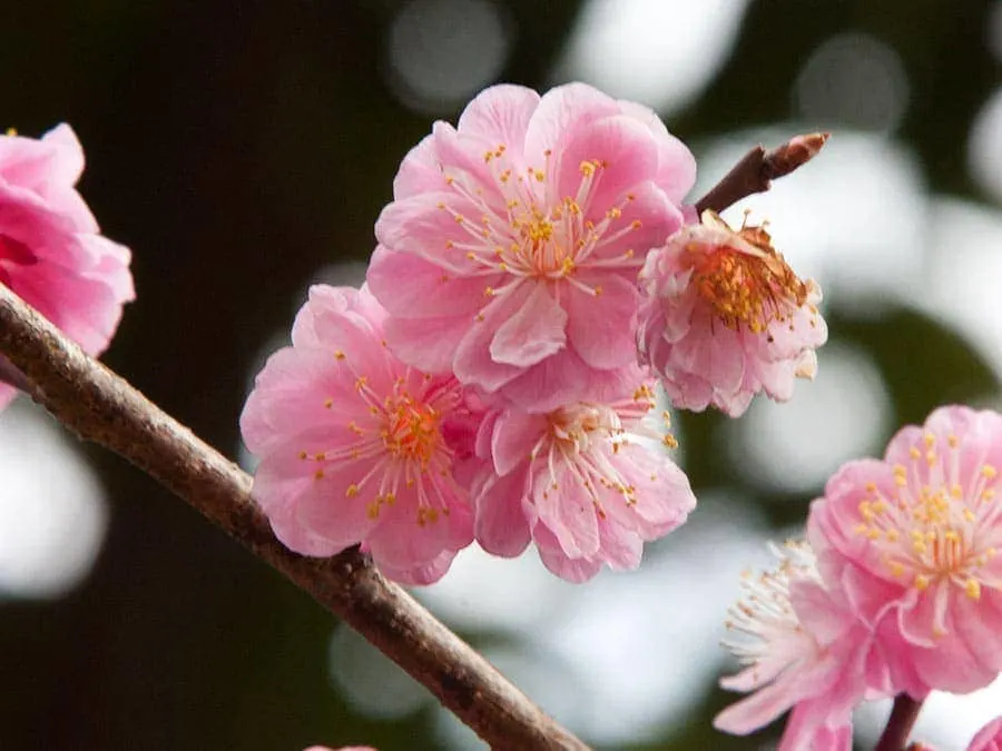 Sakura Arashiyama | www.2aussietravellers.
