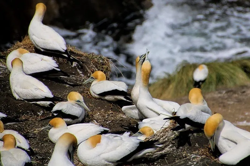 Gannets at Muriwai Beach | 2 Aussie Travellers
