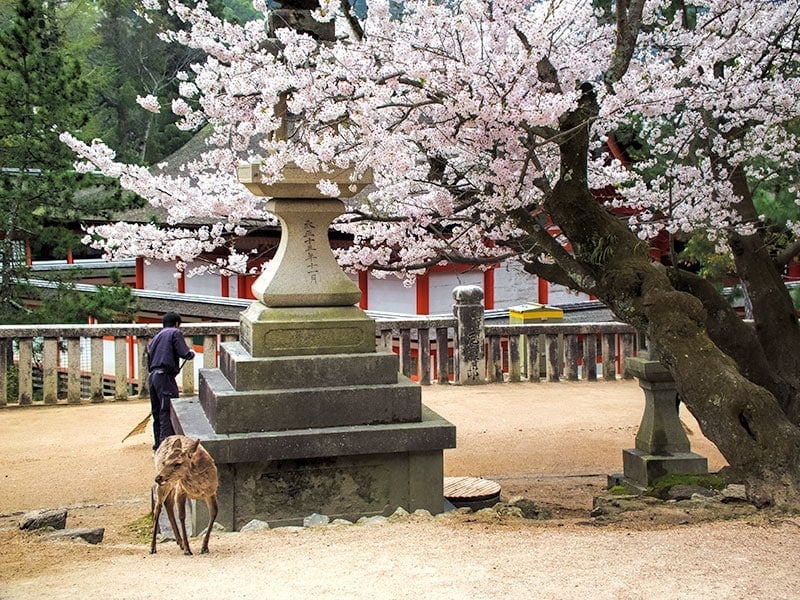 Sakura on Miyajima Island | 2 Aussie Travellers