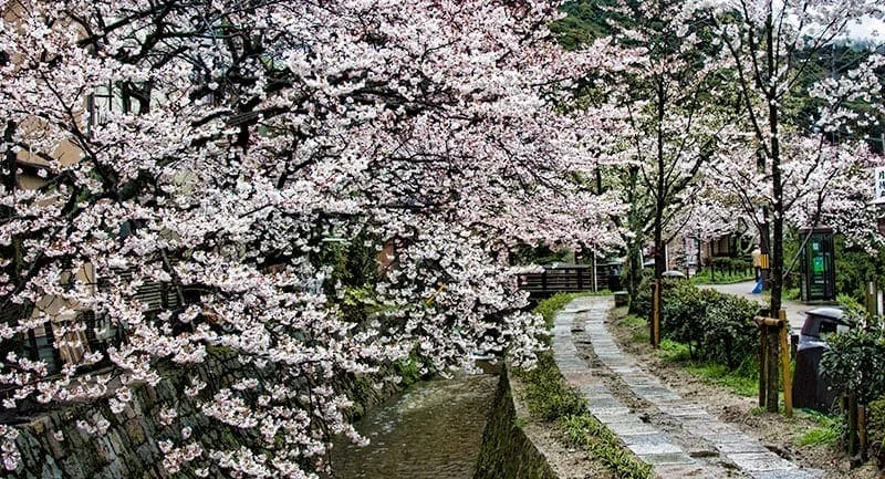 Philosophers Path in Kyoto | 2 Aussie Travellers