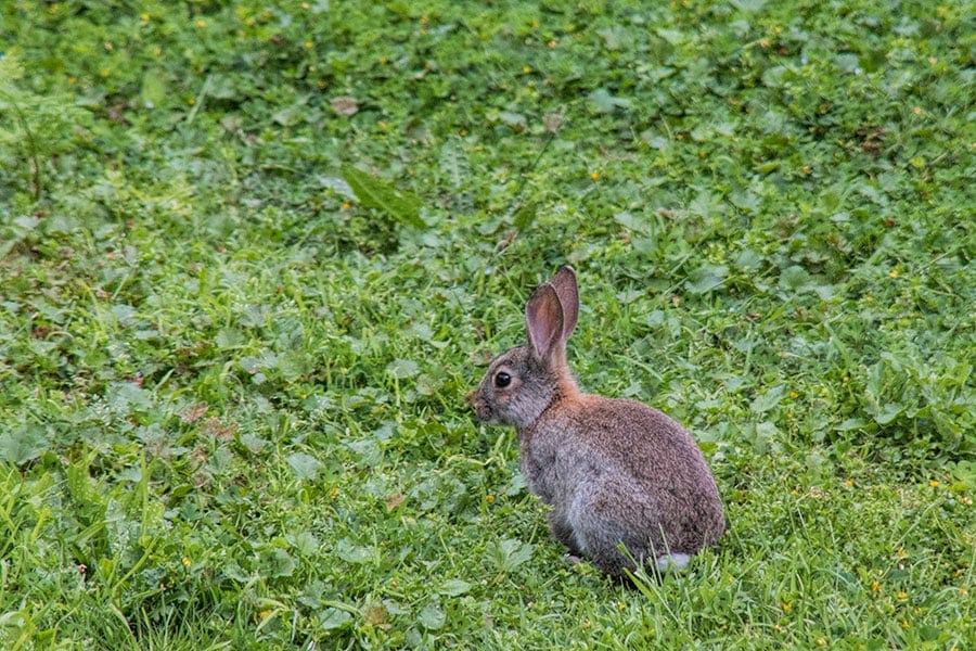 Rabbit at Ambury Park