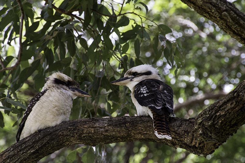 Kookaburra | 2 Aussie Travellers