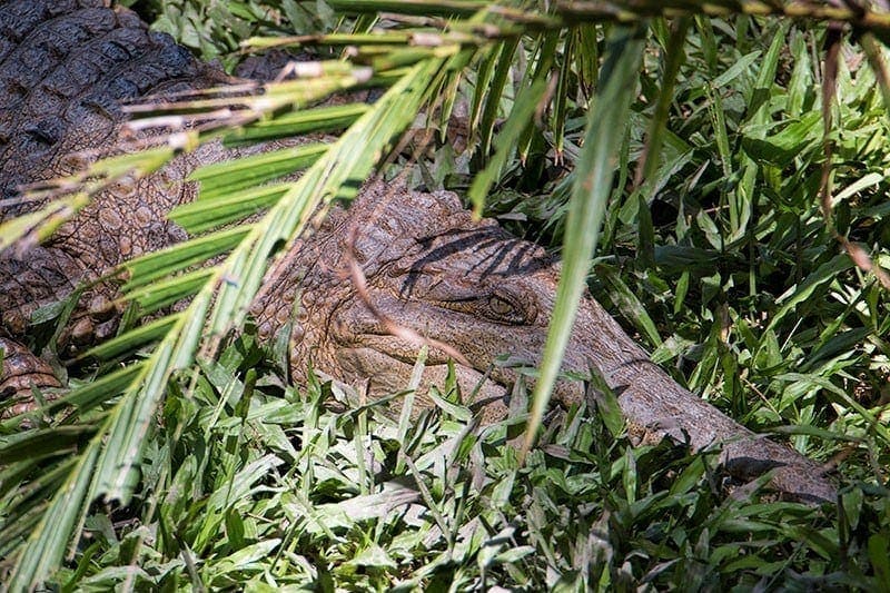 Fresh Water Crocodile at Fleays Wildlife Park