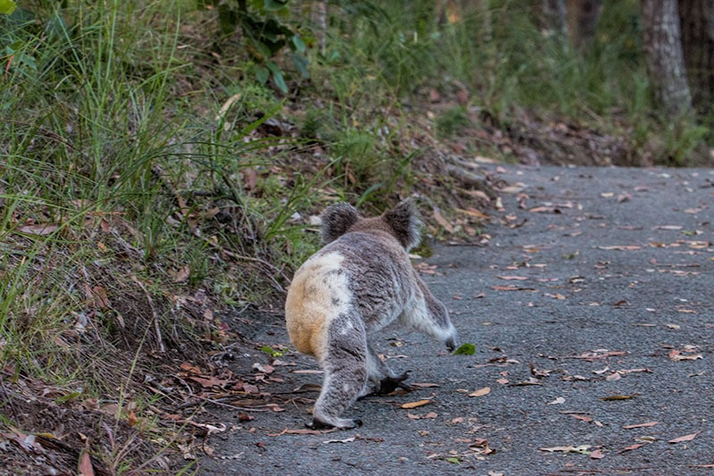 Koala in the wild | 2 Aussie Travellers