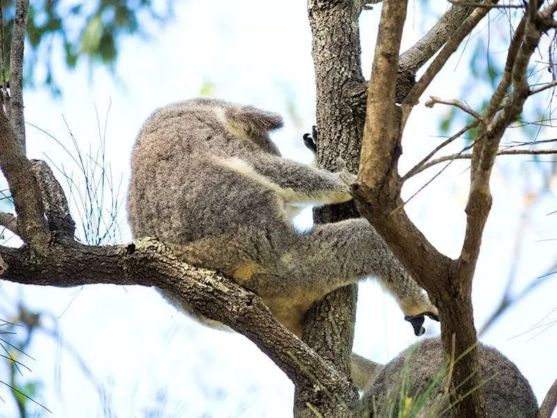Koala | 2 Aussie Travellers