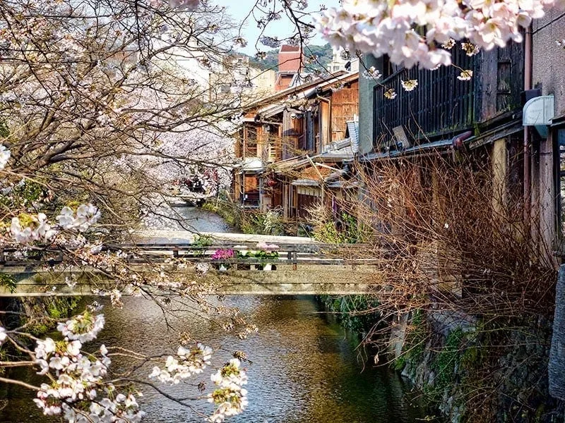 Shirakawa Canal in Gion