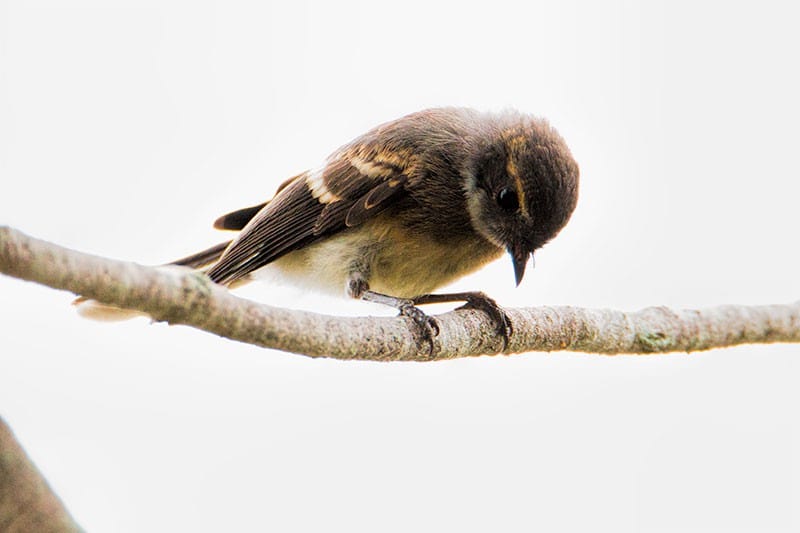 Young Grey Fantail