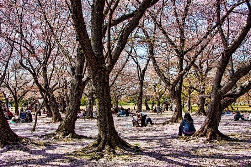 Sakura trees at Korakuen garden in Okayama