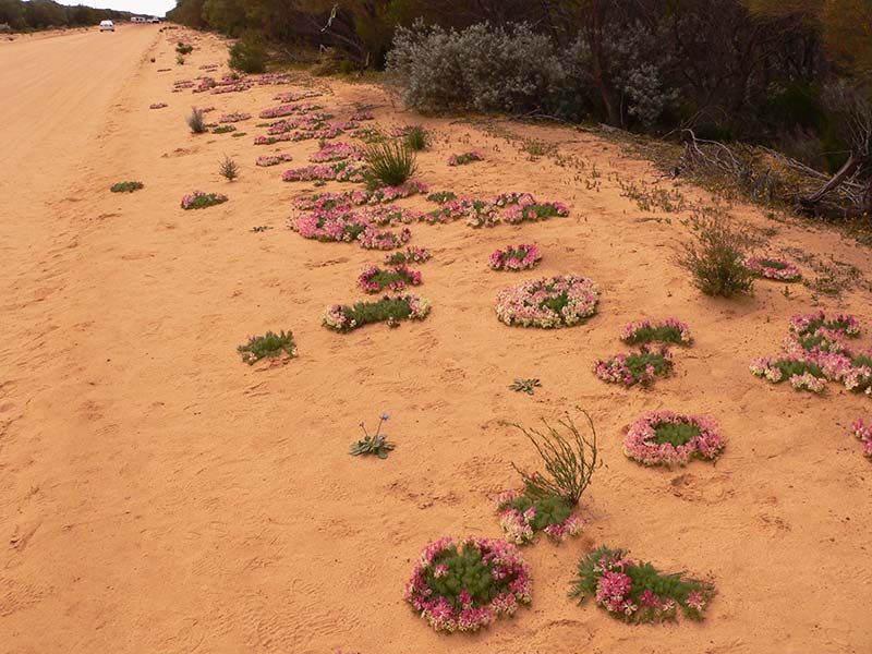 A red dirt road in Mullewa, Western Australia