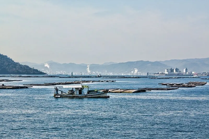 Oyster beds in the bay off Miyajima Island