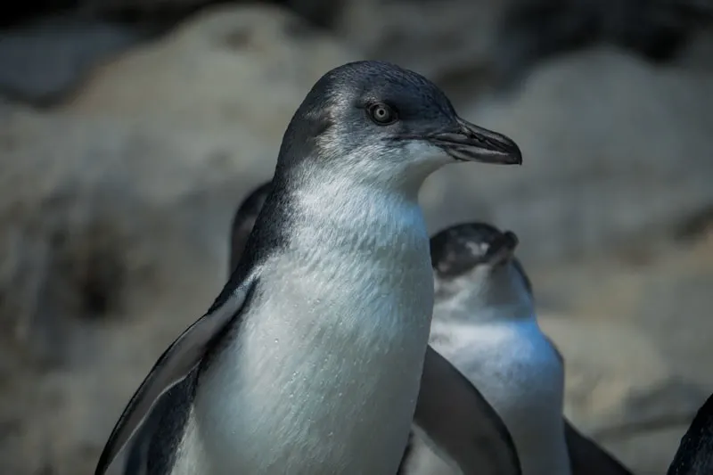 Australia's adorable little penguins