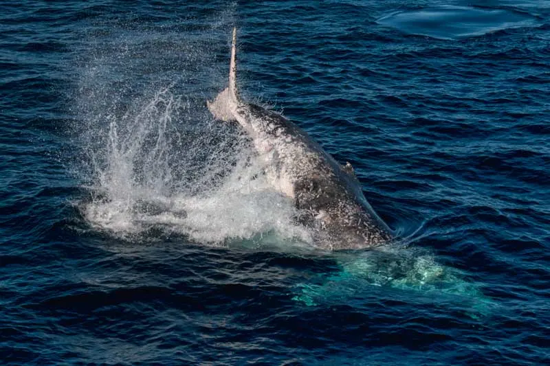 Full breach by a humpback whale in Morton Bay