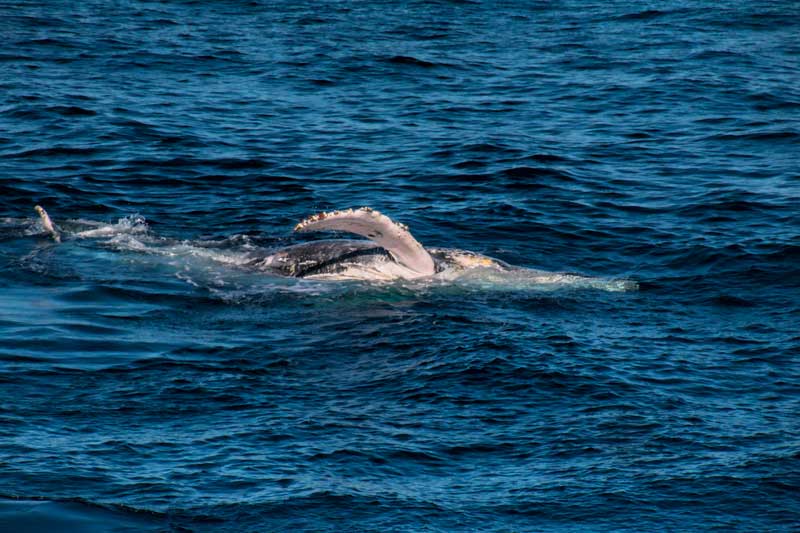 Tangalooma whale watching off Morton Island