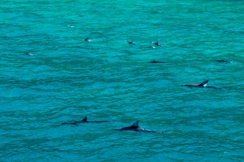Dolphins on Tangalooma whale watching off Morton Island