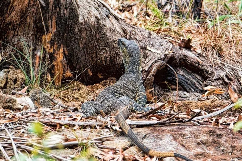 Lace Monitor at White Rock Conservation Park, Australia