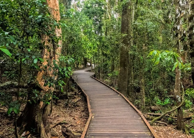 Tree tops walk at O'Reillys Rainforest Retreat