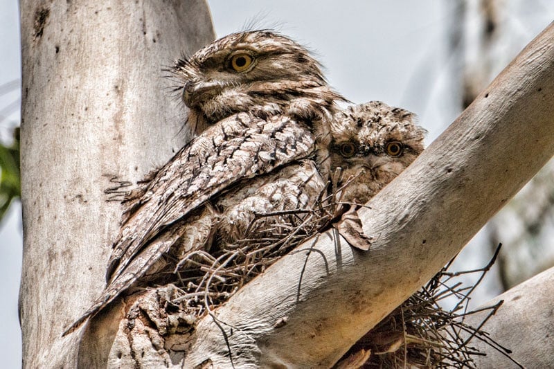 Tawny Frogmouth chick and parent