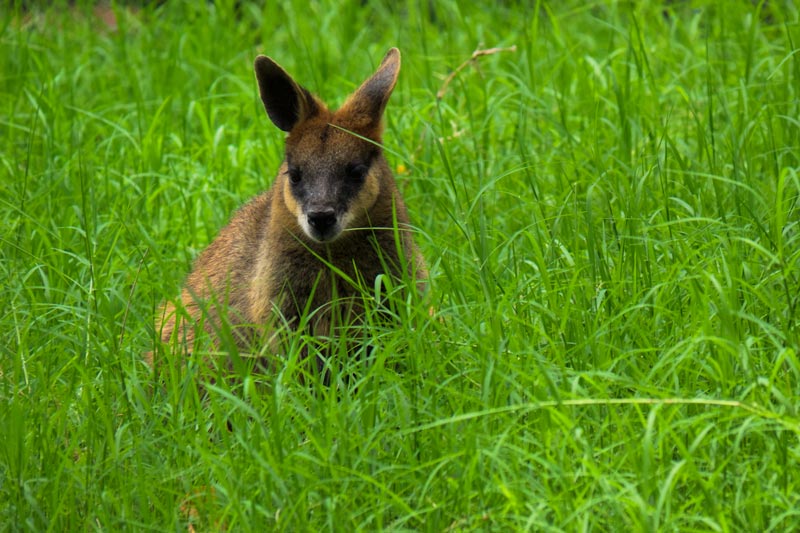 Wallaby at Ipswich Nature Centre