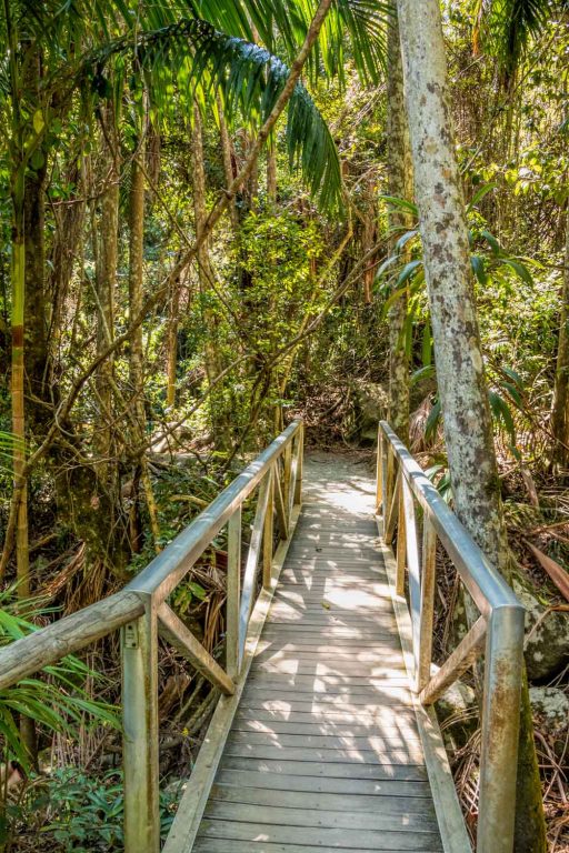 Mt Tamborine Rainforest Skywalk on the Gold Coast