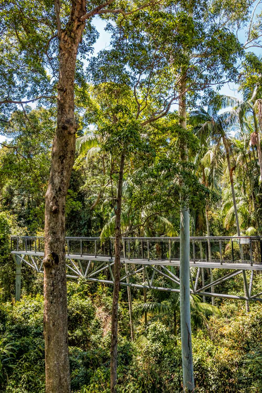 Mt Tamborine Rainforest Skywalk on the Gold Coast