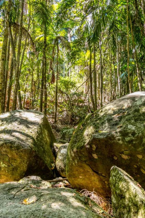 Mt Tamborine Rainforest Skywalk on the Gold Coast