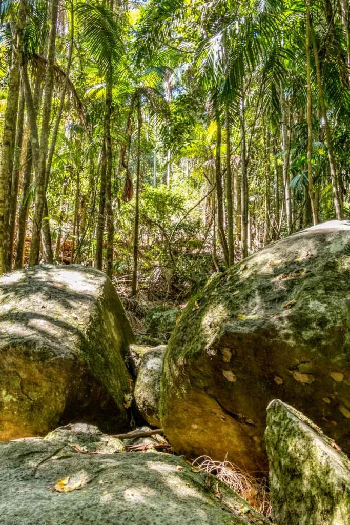Huge boulders in the rainforest on Mt Tamborine