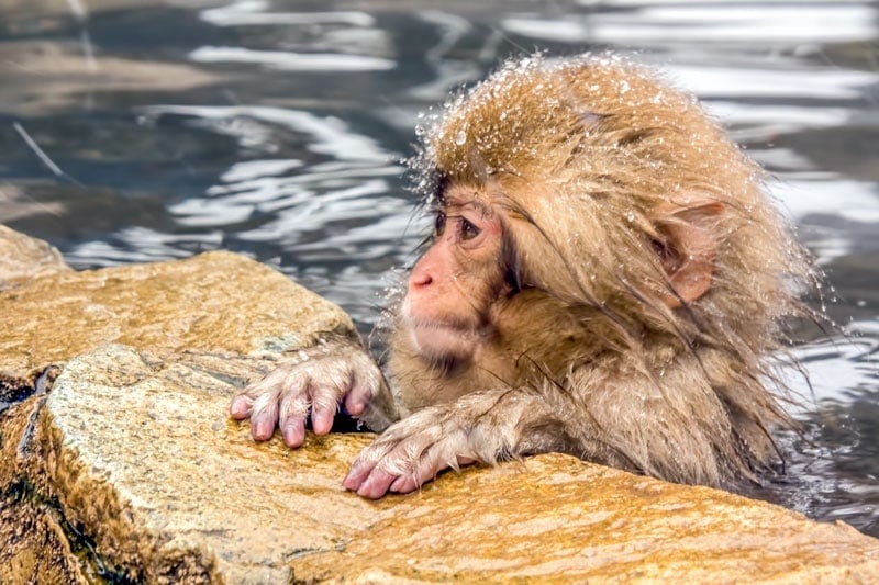 Baby snow monkey in Japan