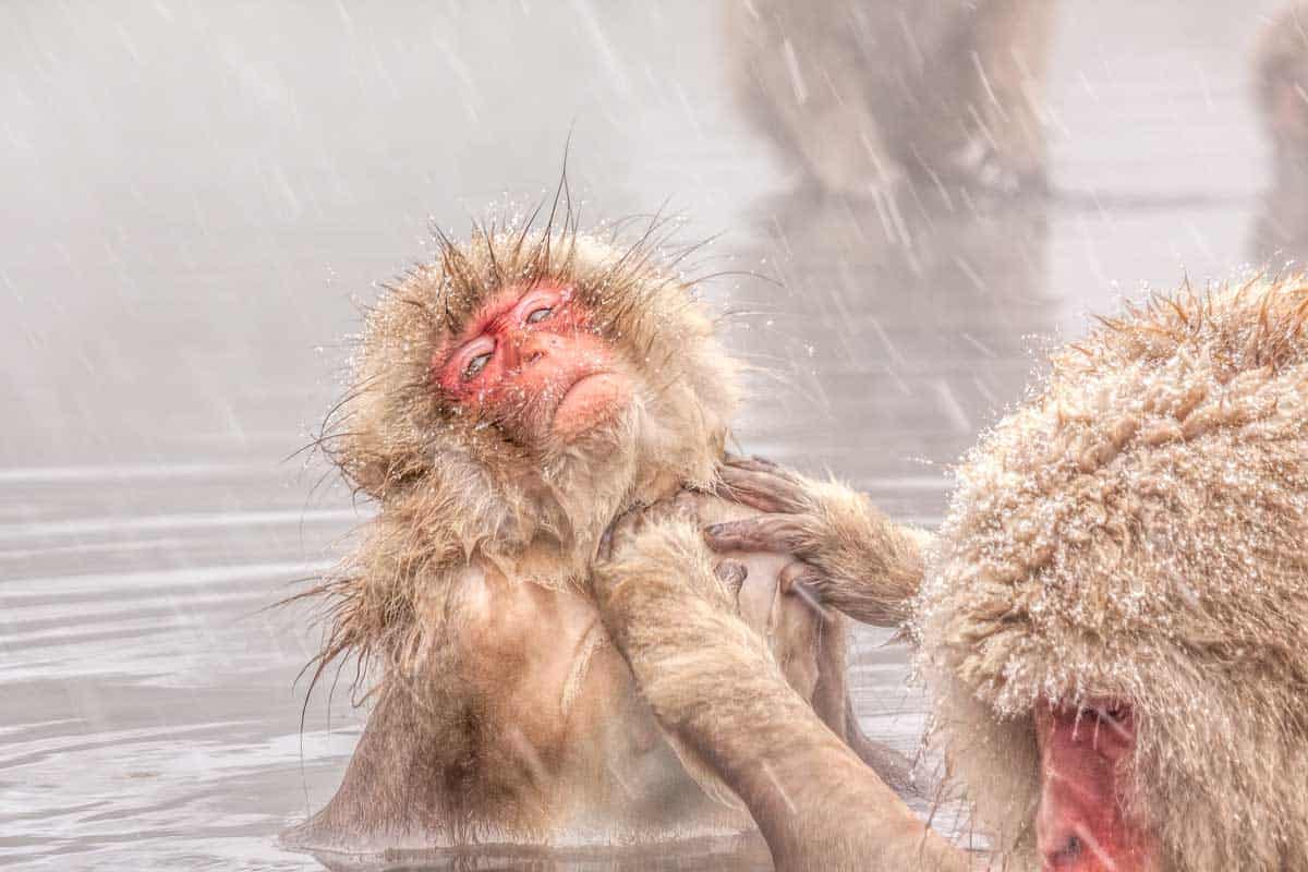 Wild snow monkeys in Nagano, Japan