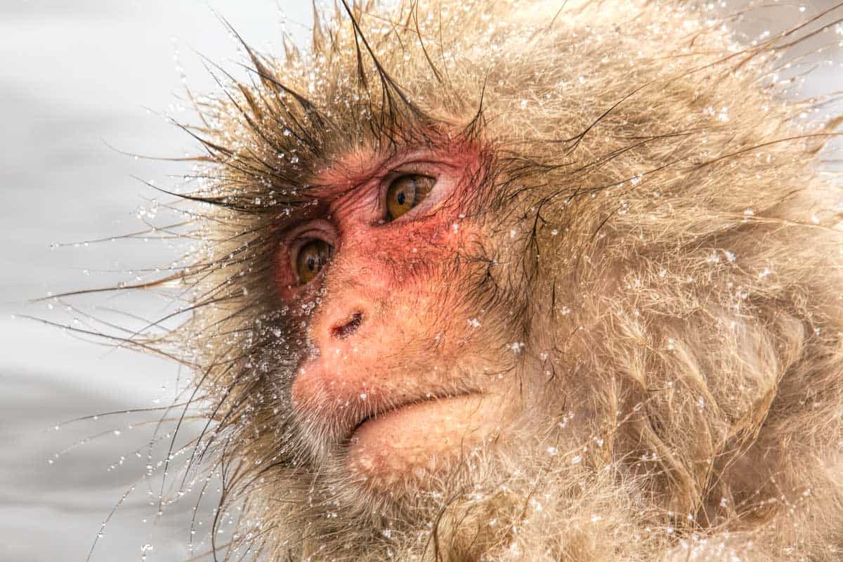 Snow monkey in Nagano, Japan