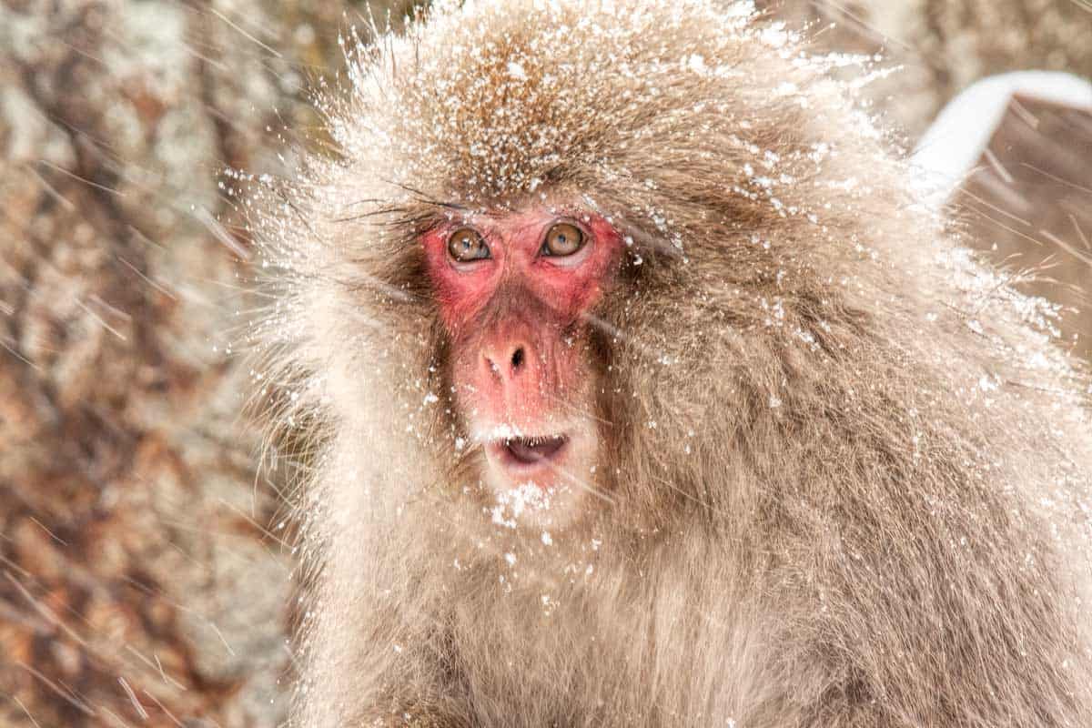 Snow monkey in Nagano, Japan