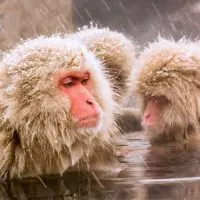 Japanese snow monkeys in Nagano