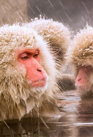 Japanese snow monkeys in Nagano