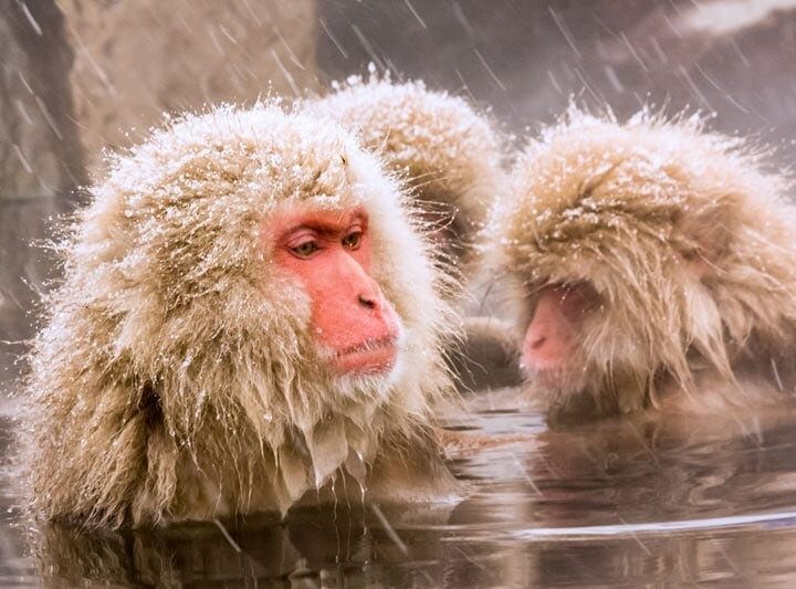 Japanese snow monkeys in Nagano