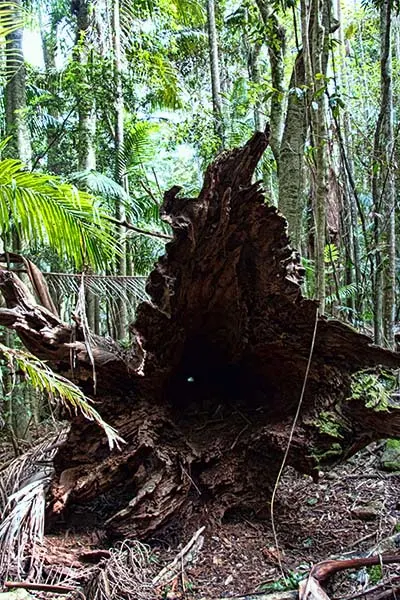 Completely hollow tree