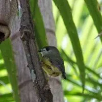 Light yellow robin