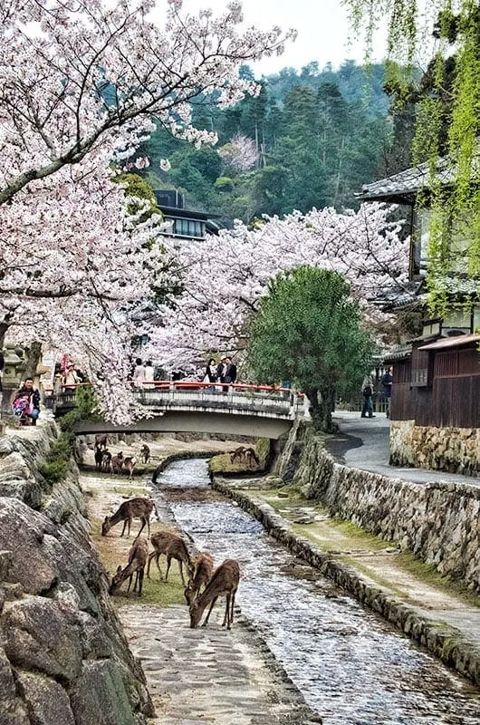 Sakura and deer on Miyajima Island