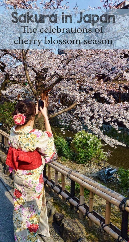 Sakura - the celebration of cherry blossoms in Japan