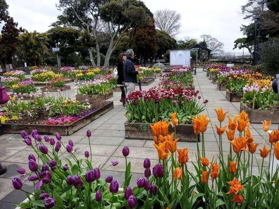 Tulips in Enoshima