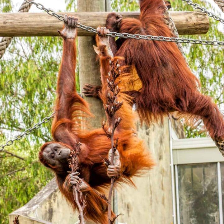 orangatans playing at Auckland Zoo