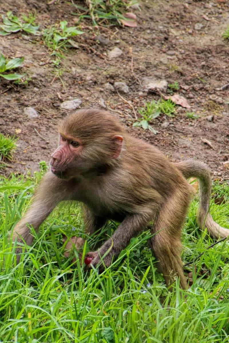 A guide to visiting Auckland Zoo, New Zealand - How cute is this Baboon Baby