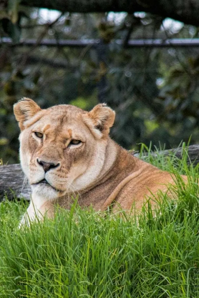 A guide to visiting Auckland Zoo, New Zealand - A female lion at lion island