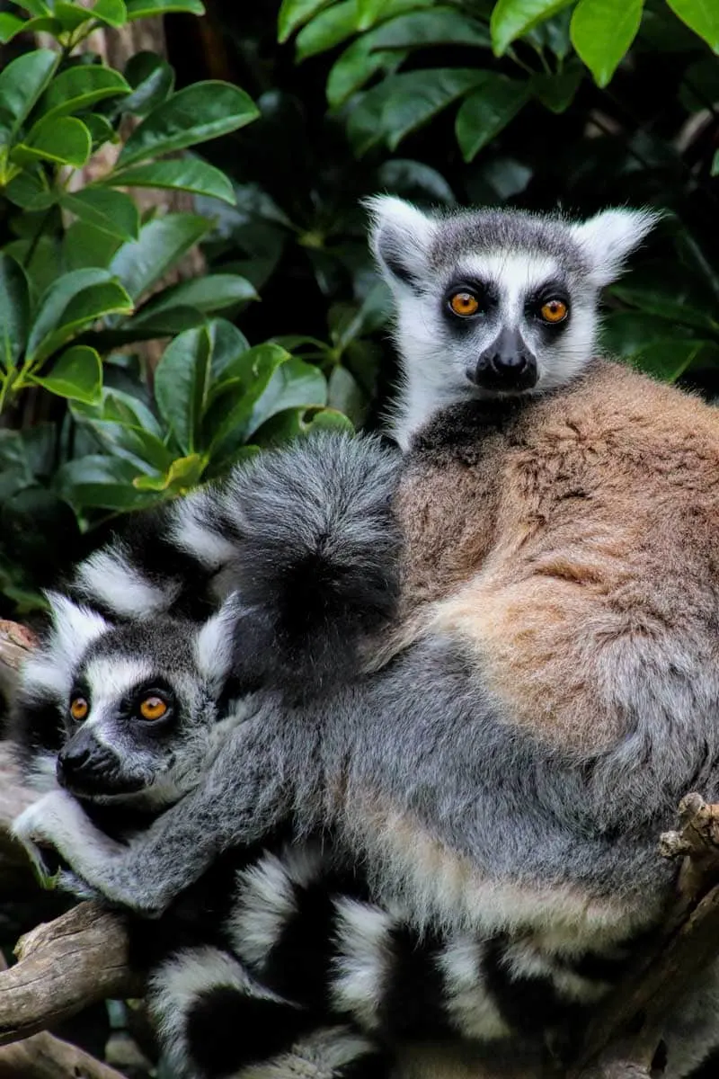 A guide to visiting Auckland Zoo, New Zealand - A lemur family cuddle