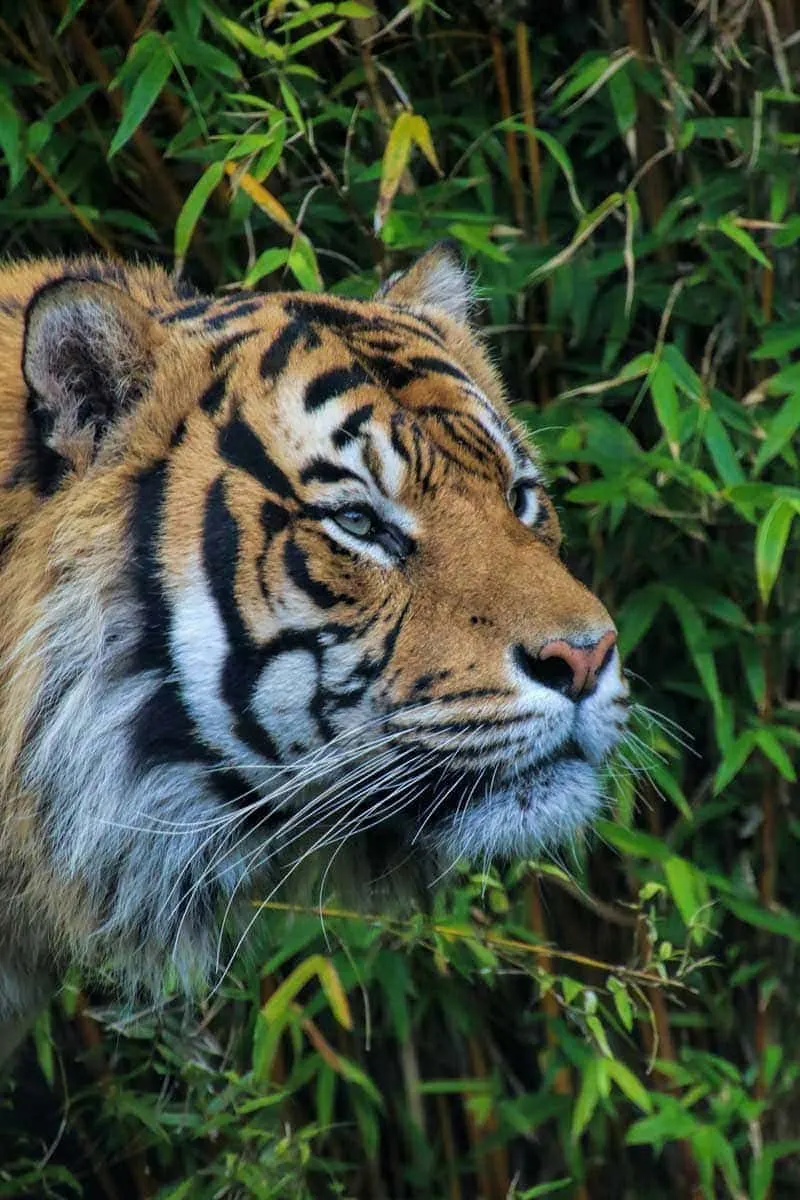 A guide to visiting Auckland Zoo, New Zealand - A male tiger