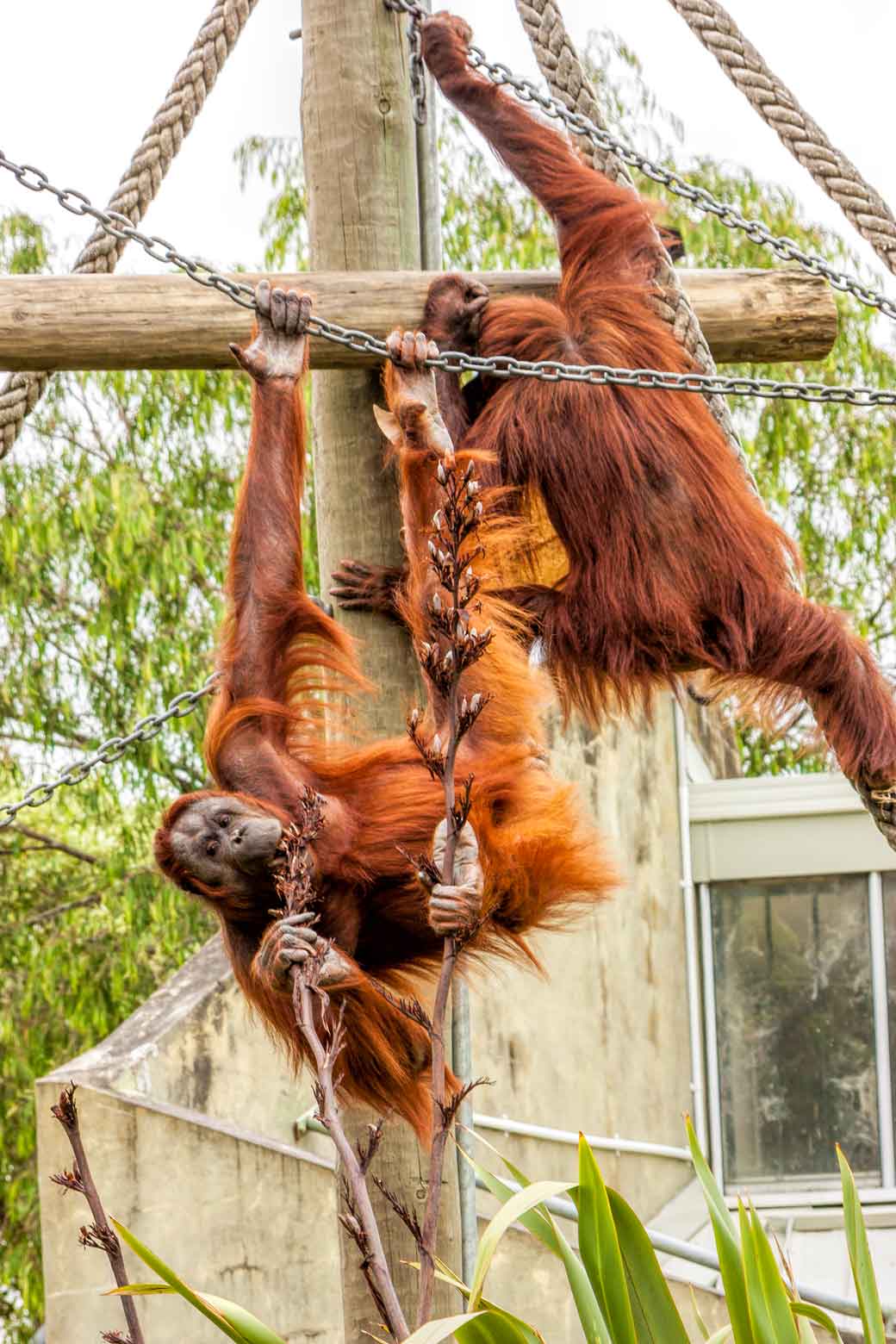 orangatans playing at Auckland Zoo