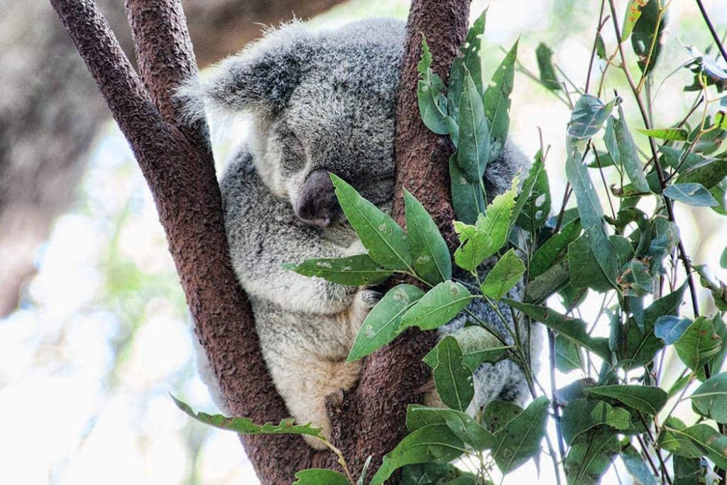 Koala at Currumbin Wildlife Park