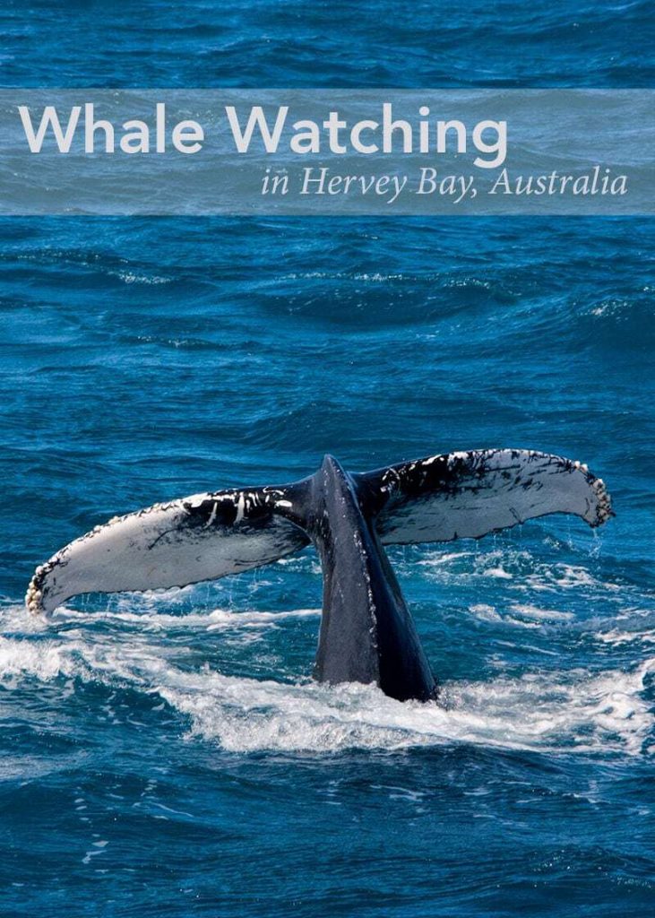 Whale Watching in Hervey Bay by 2 Aussie Travellers