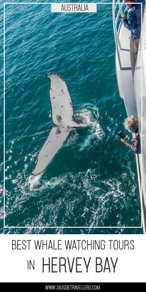 Best whale watching tours in Hervey Bay pinterest poster